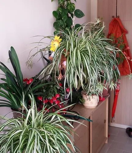 アパート Silvana