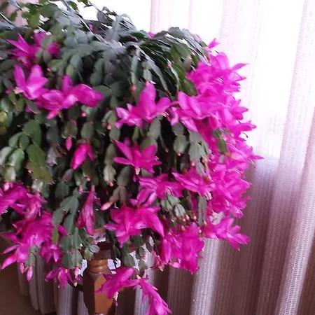 Silvana Апартаменты