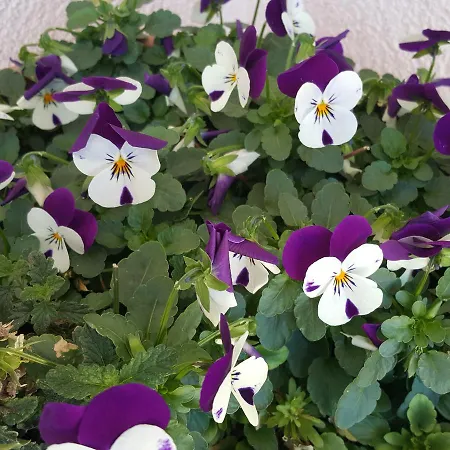 Silvana Апартаменты *